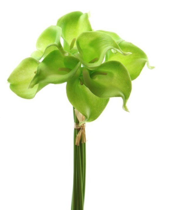 Picture of Calla lily bundle x 9 stems green